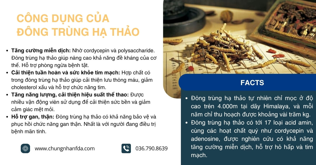 Công dụng của đông trùng hạ thảo